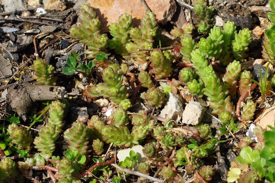 Sedum acre / Borracina acre